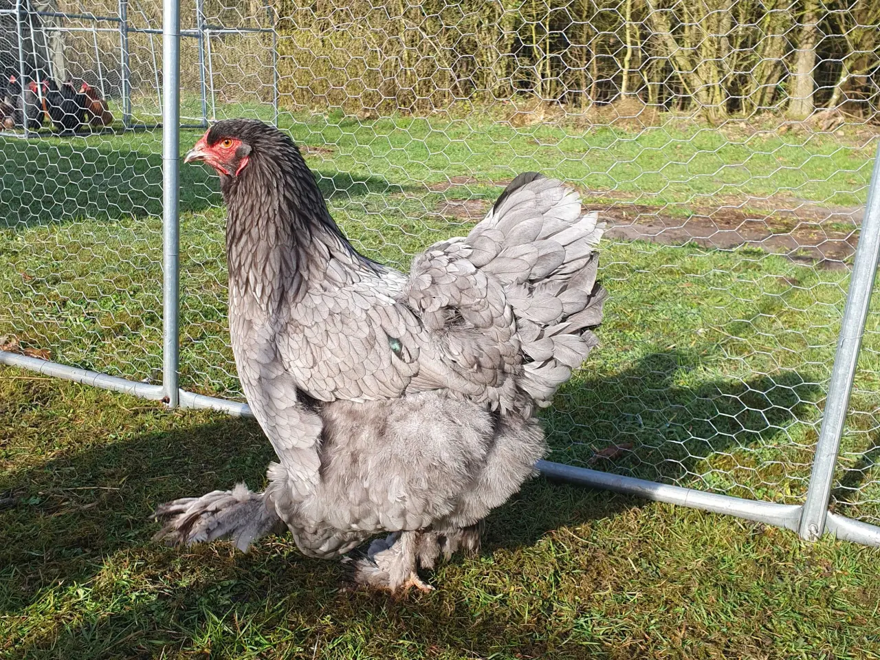 Billede 1 - Brahma rugeæg sælges
