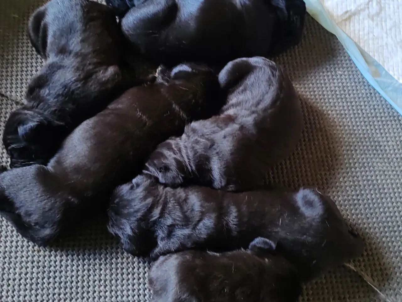 Billede 12 - Cane Corso