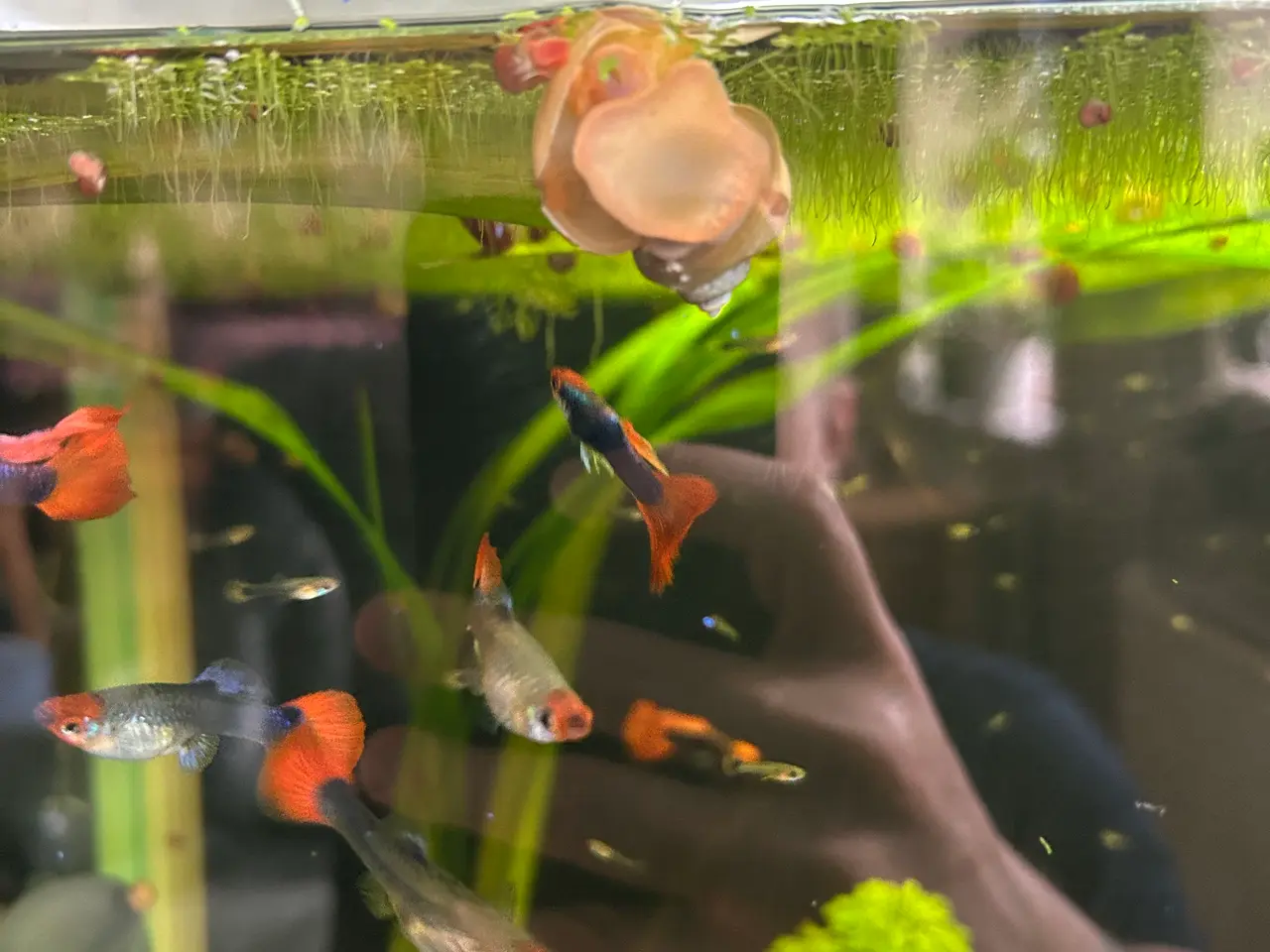 Billede 9 - ❤️🐟 Rednose Dumbo Guppy – Smuk Kontrast (unger)