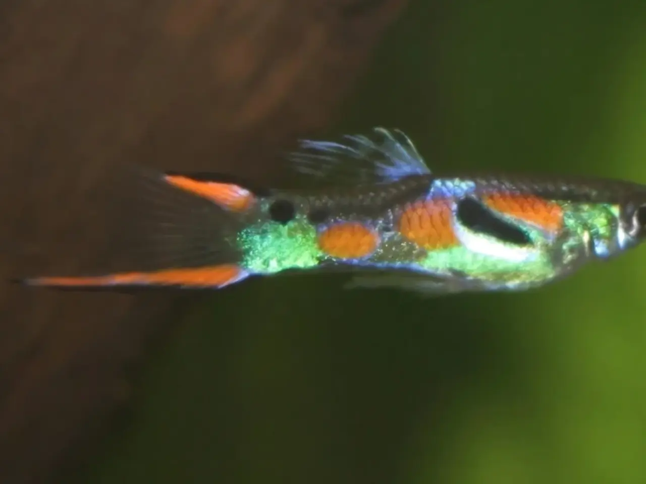 Billede 1 - Endlers gubby 