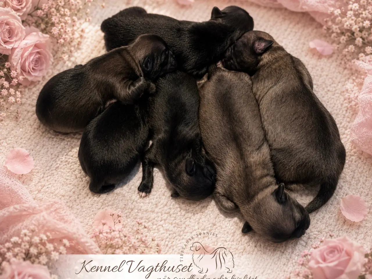 Billede 6 - Tibetansk Spaniel hvalpe