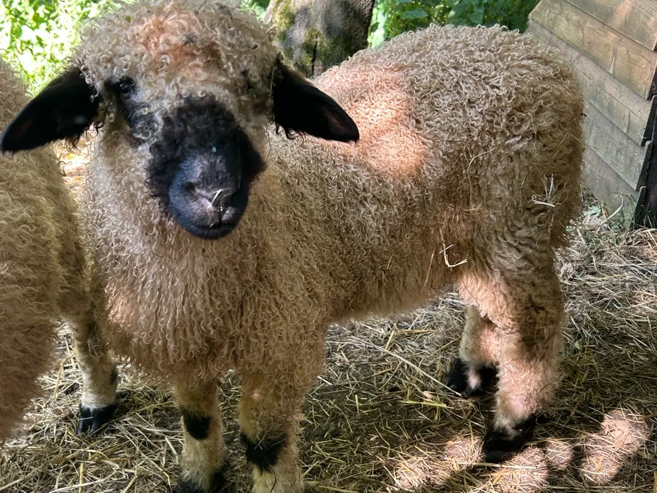 Billede 3 - Valais Blacknose gimmer lam sælges - næsten ren