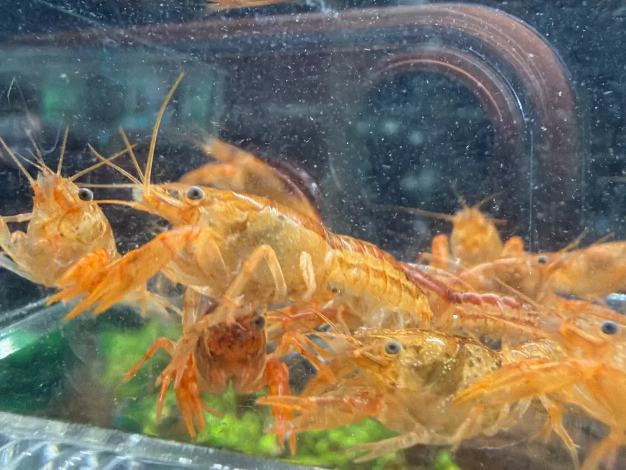 Billede 3 - 🦞 Flotte luksus orange CPO krebs🦞