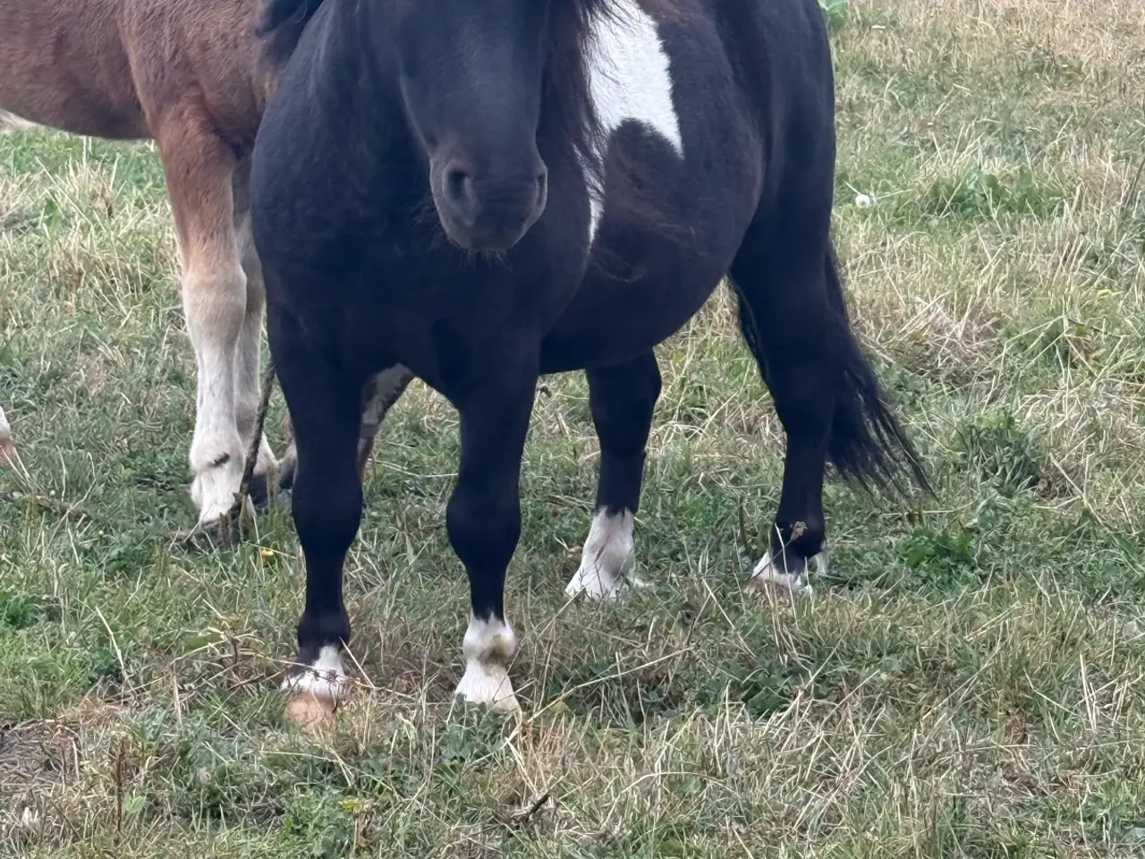Billede 2 - Flot shetlænder hingst