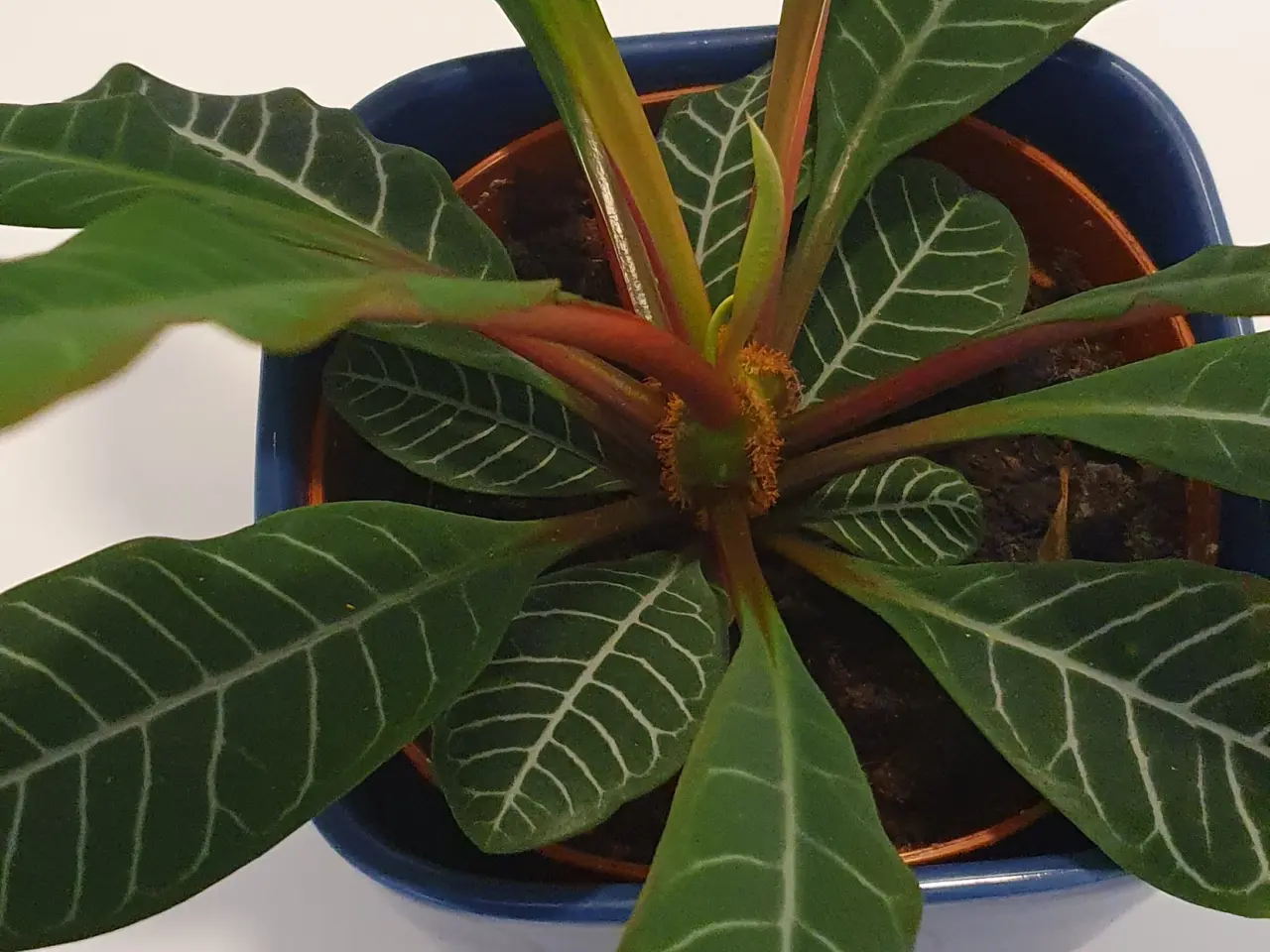 Billede 16 - stueplanter, grønne planter