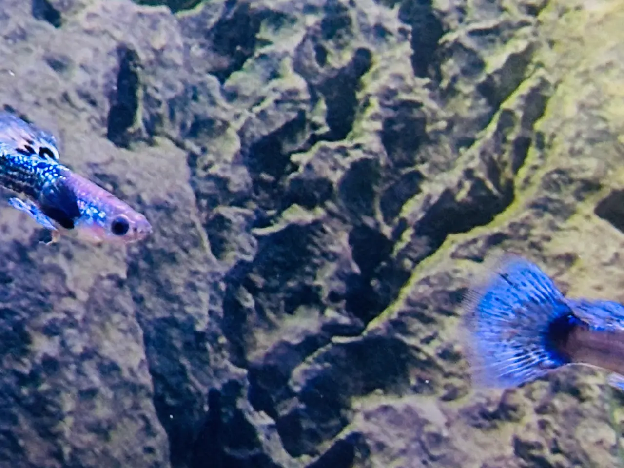 Billede 8 - Renstammede guppyer mange forskellige stammer