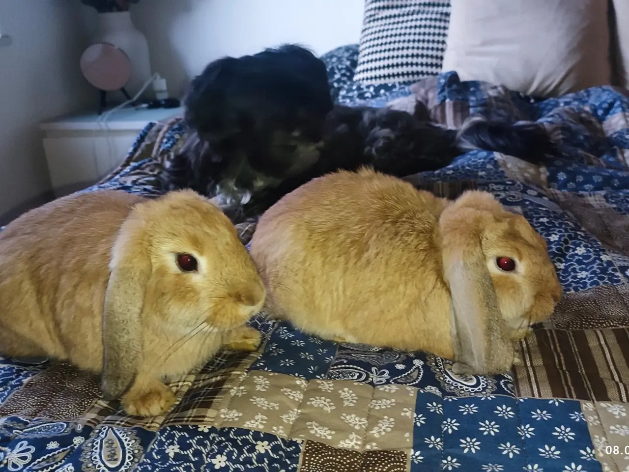 Billede 3 - Mini-lop kaniner