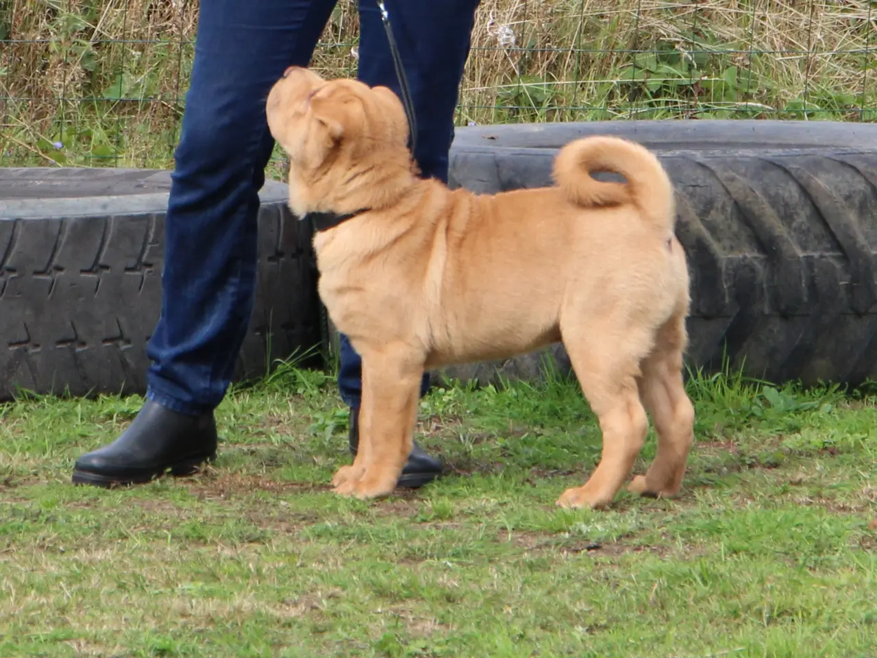 Billede 3 - Shar Pei Hvalp