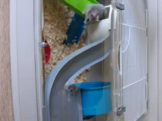 Hamster bur