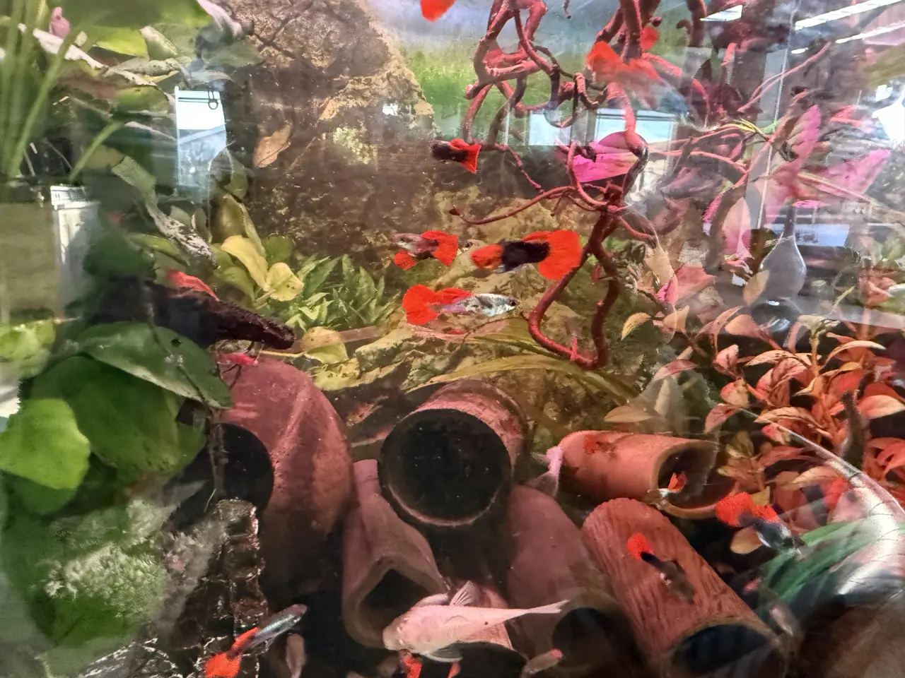 Billede 2 - Guppy hanner flotte farver 