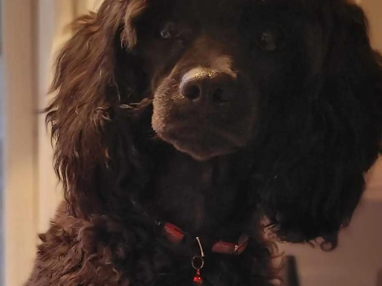 Billede 3 - Fantastisk lille Cavapoo pige 5