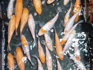 Koi 16-20 cm