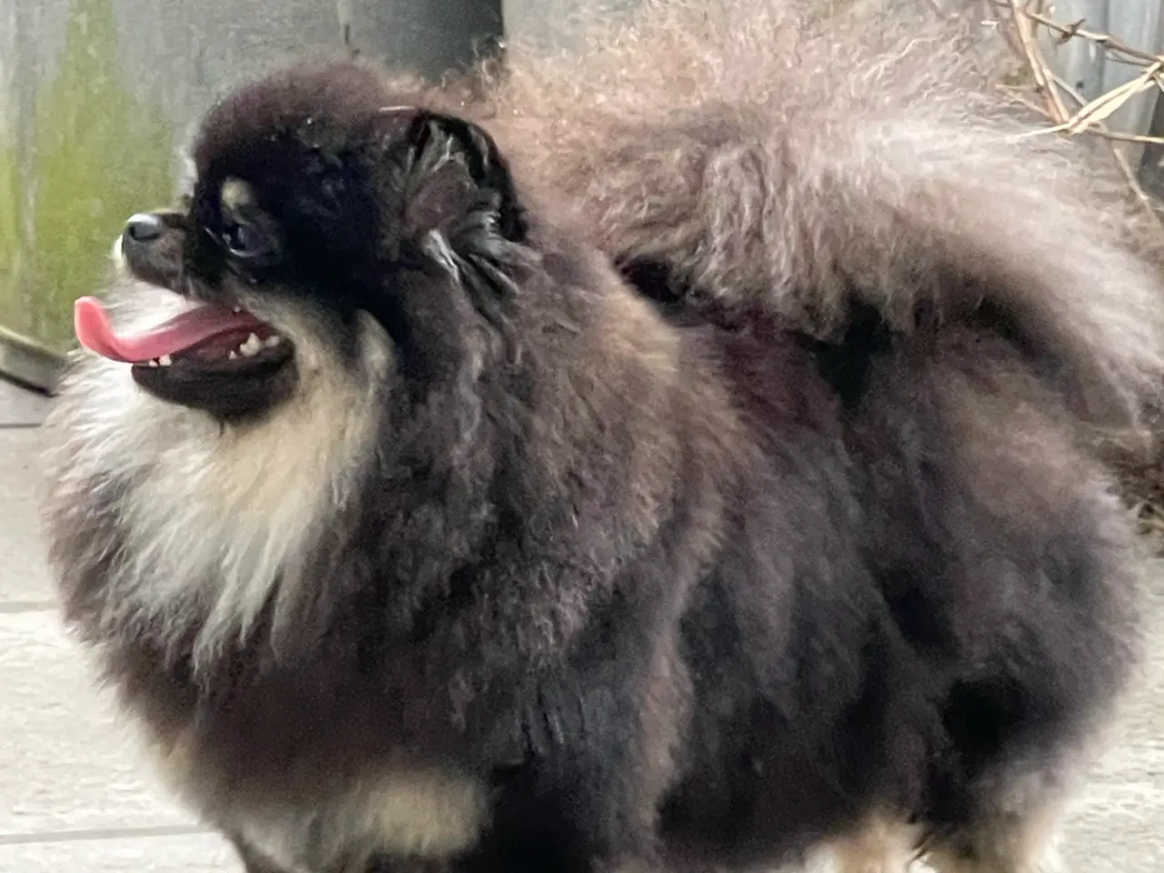Billede 4 - 💕Rigtig skøn familie hund 💕
