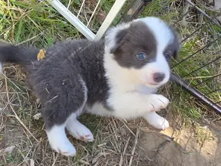 Border Collie stueopdræt hvalpe - 4