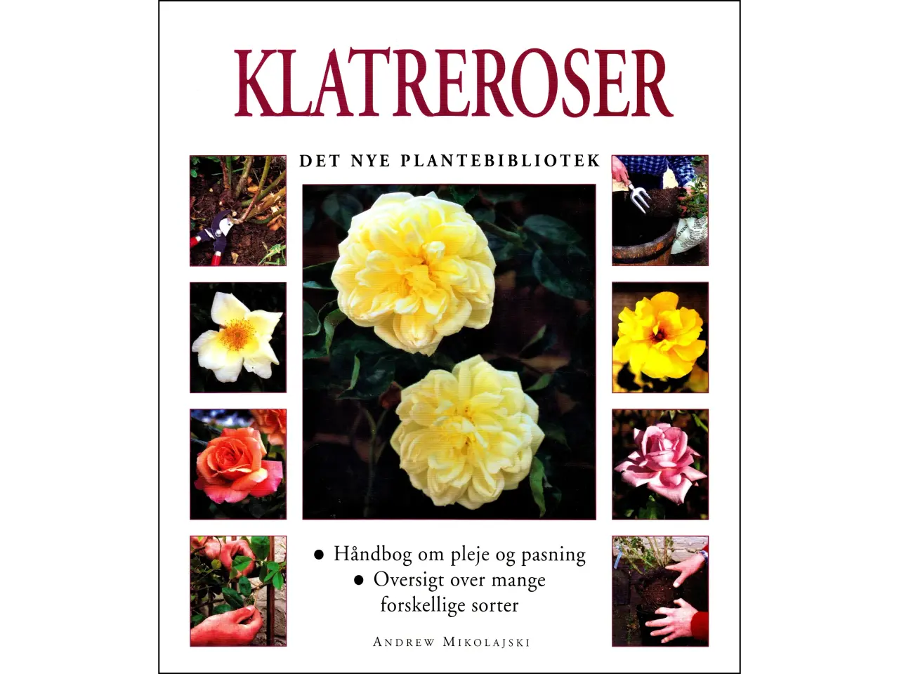 Billede 1 - Klatreroser