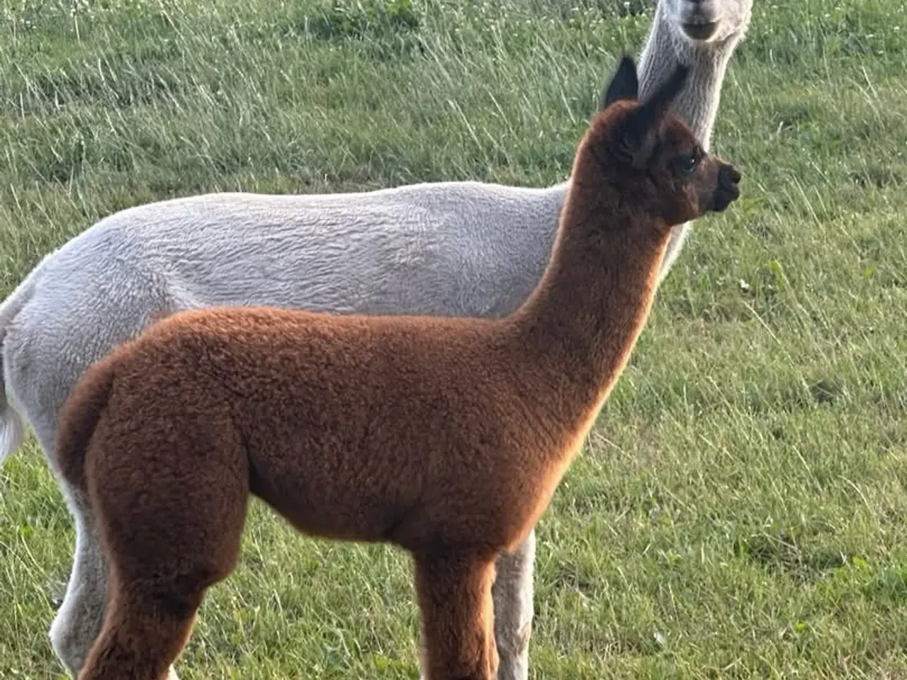Billede 1 - Alpaca hopper 