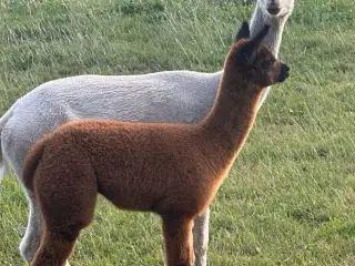 Alpaca hopper