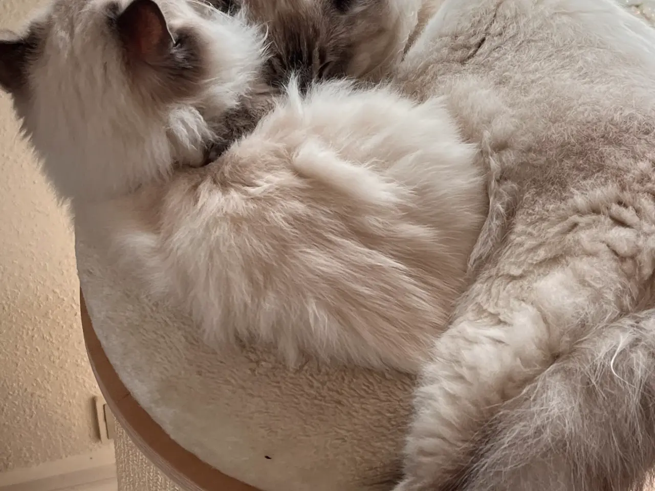 Billede 4 - Helligbirma/ragdoll