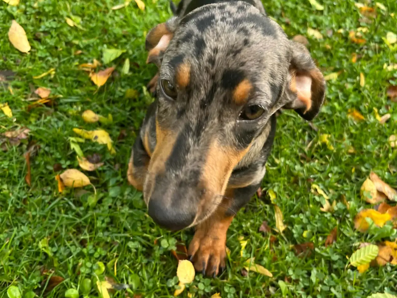 Billede 4 - Flotte korthåret gravhundehvalpe rød og blå merle