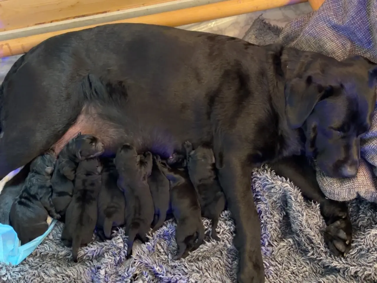 Billede 1 - 🐾 Sorte Labradorhvalpe – gammeldags type 🐾