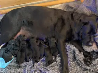 🐾 Sorte Labradorhvalpe – gammeldags type 🐾