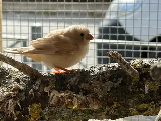 Mix af beige og gylden finker. 