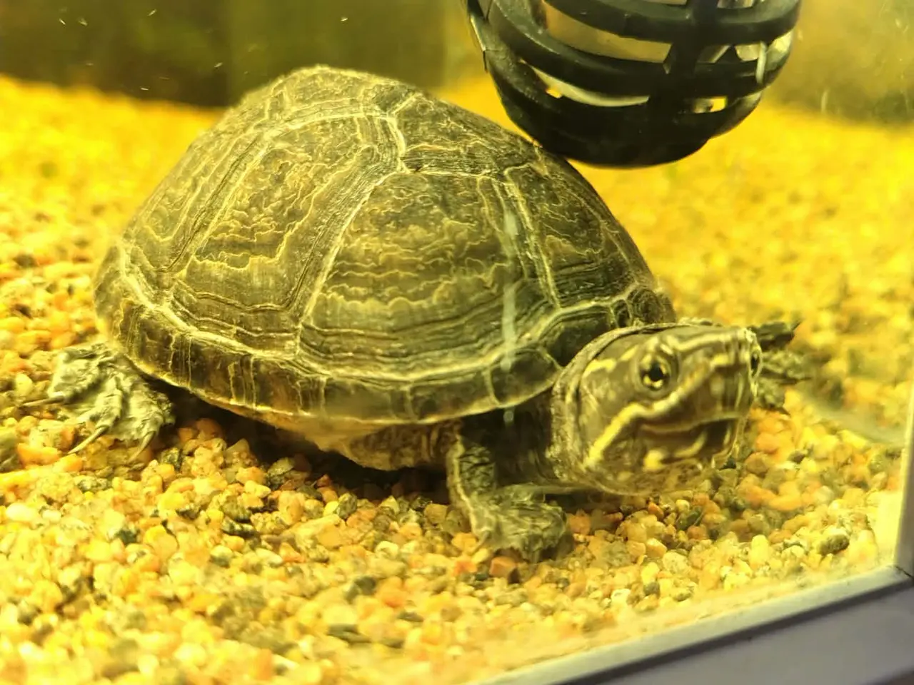 Billede 4 - Sumpskildpadder og 250 l akvarie med alt tilbehør