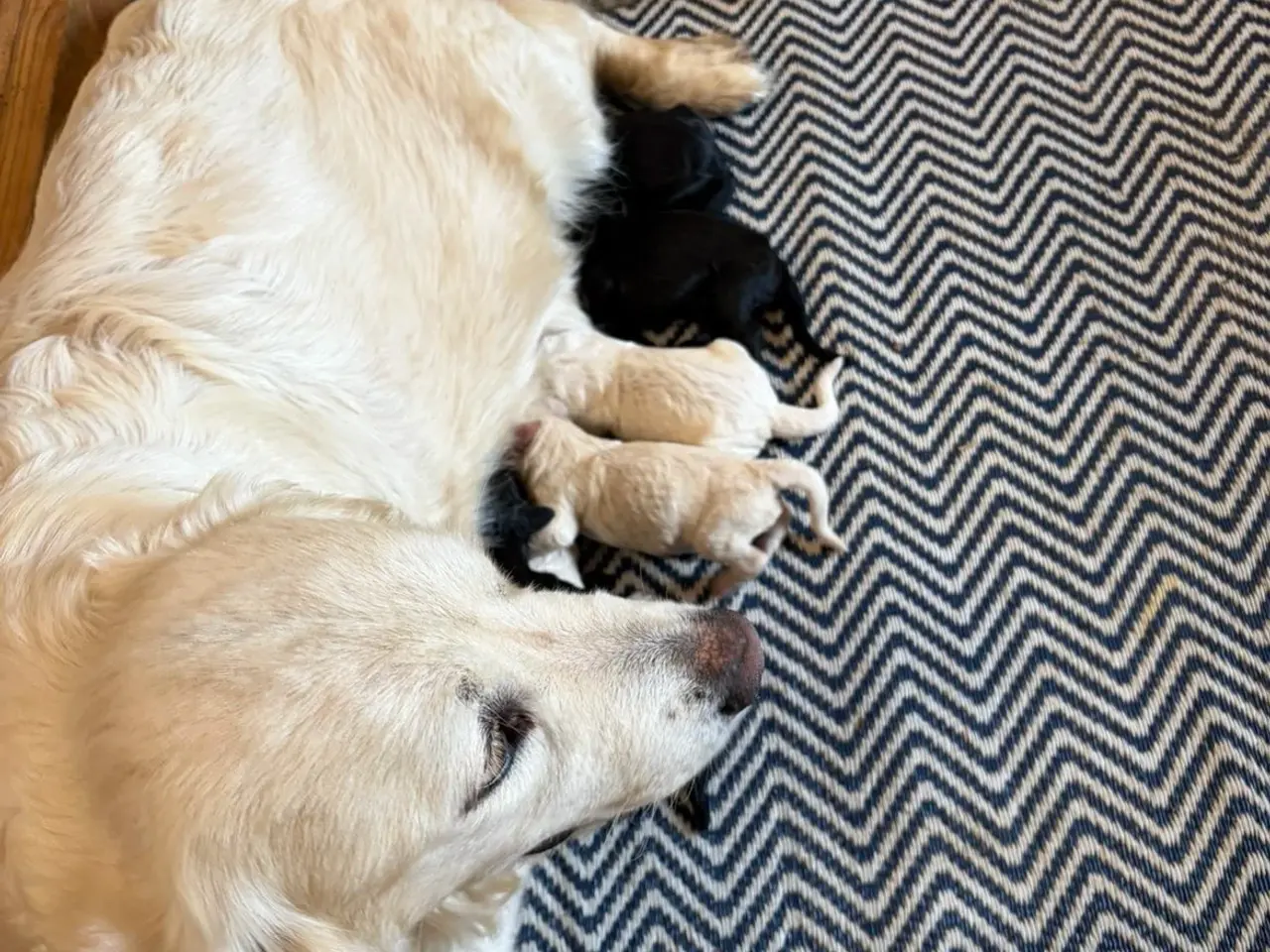 Billede 1 - Smukke Golden Doodle hvalpe