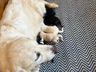 Smukke Golden Doodle hvalpe