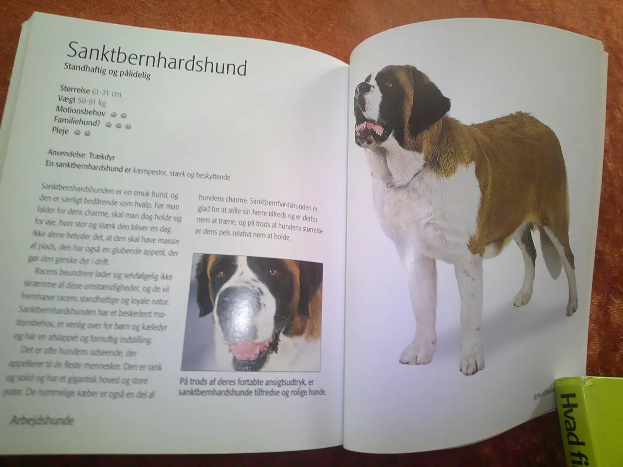 Billede 4 - Find din hund, Chas Newkey-Burden