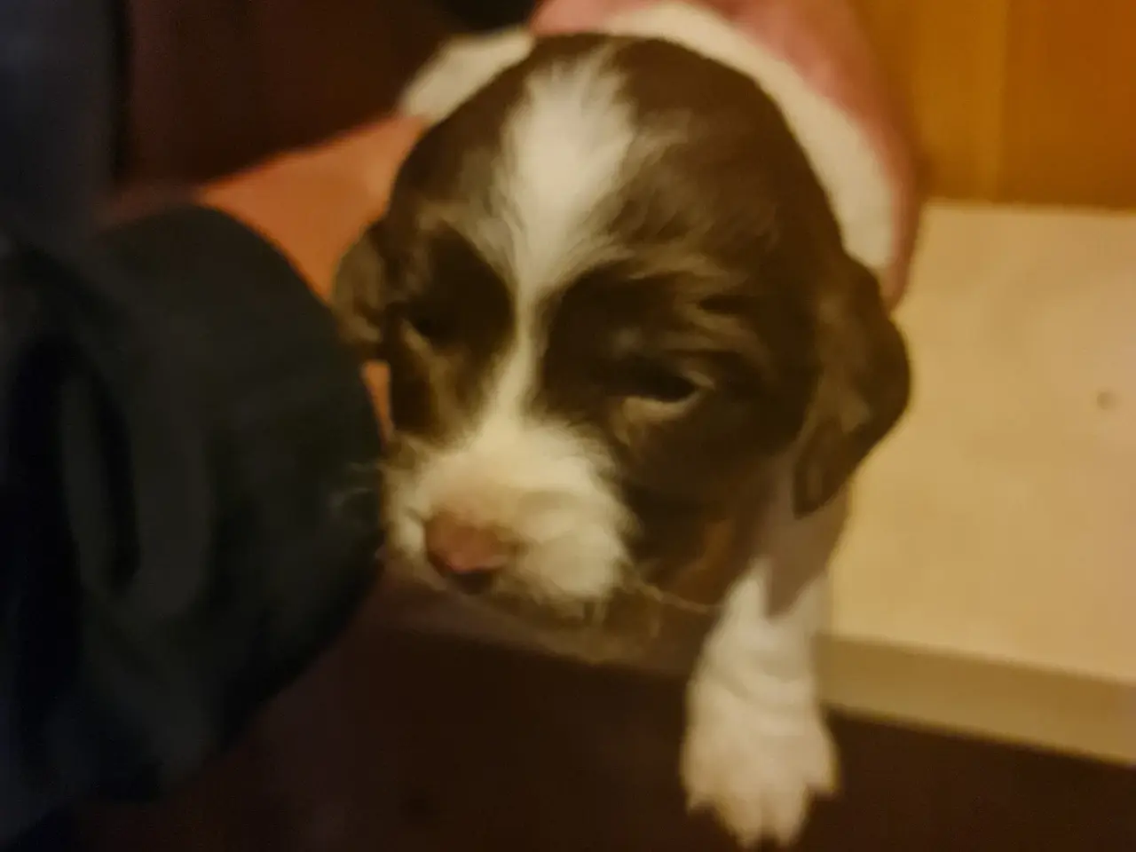 Billede 3 - Engelsk springer spaniel FT
