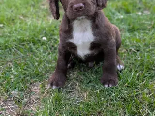 FT Cocker/FT Springer