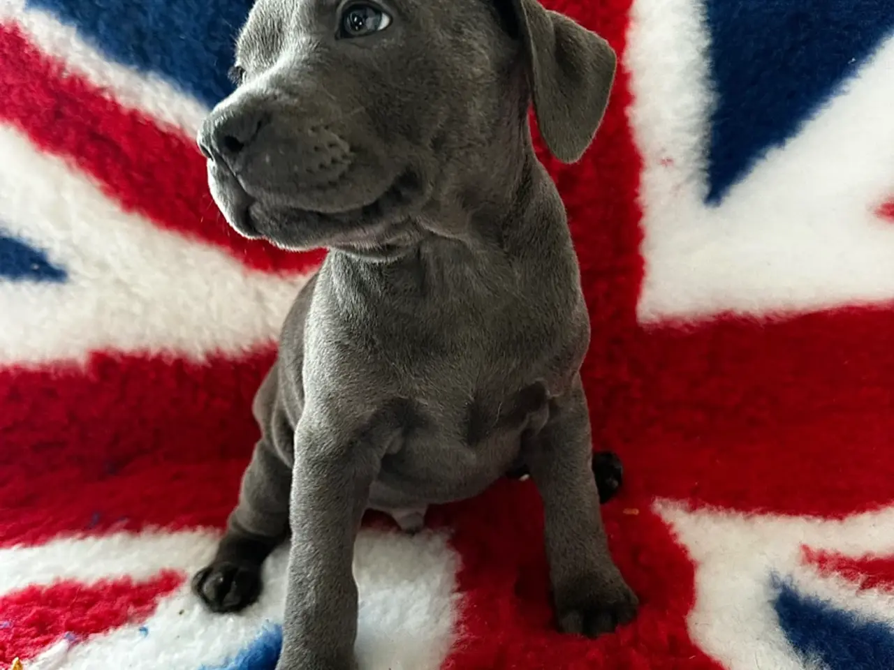 Billede 1 - De lækkereste staffordshire Bull terrier hvalpe🐾