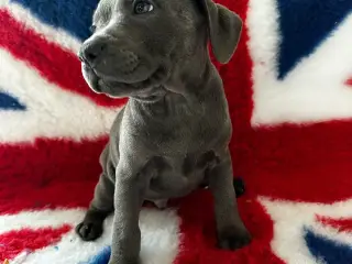 De lækkereste staffordshire Bull terrier hvalpe🐾