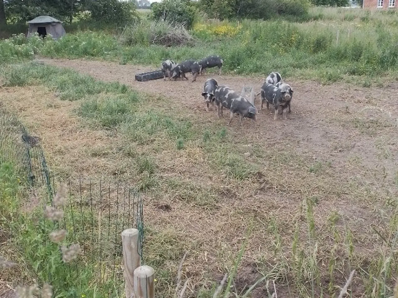 Billede 1 - Sortbroget landrace gris