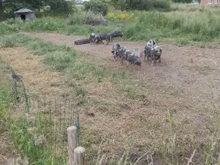 Sortbroget landrace gris