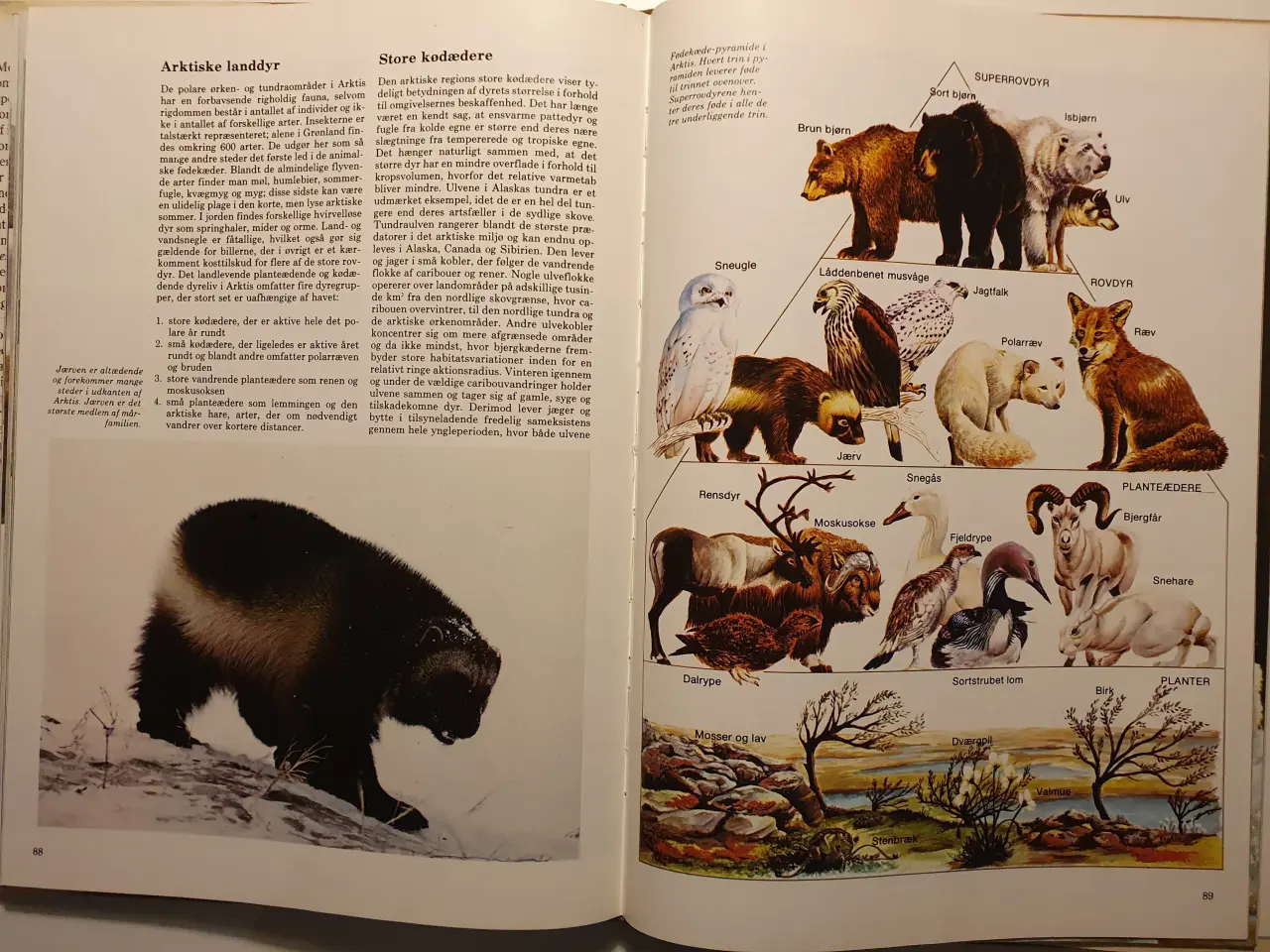 Billede 3 - Isens Verden og dens natur