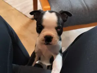 Boston terrier Nova, blind på det ene øje 