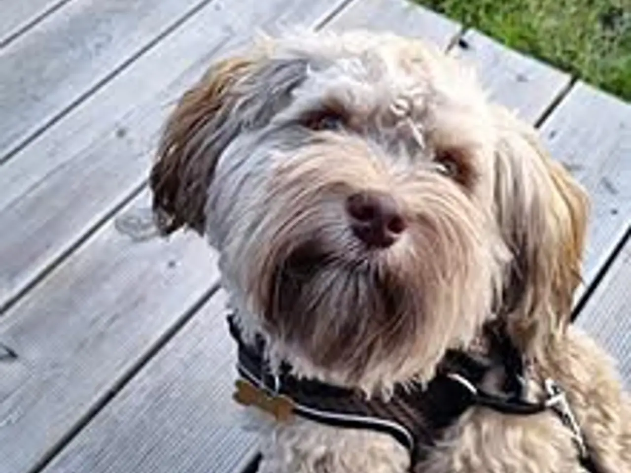 Billede 5 - Parring tilbydes med en Bichon Havaise