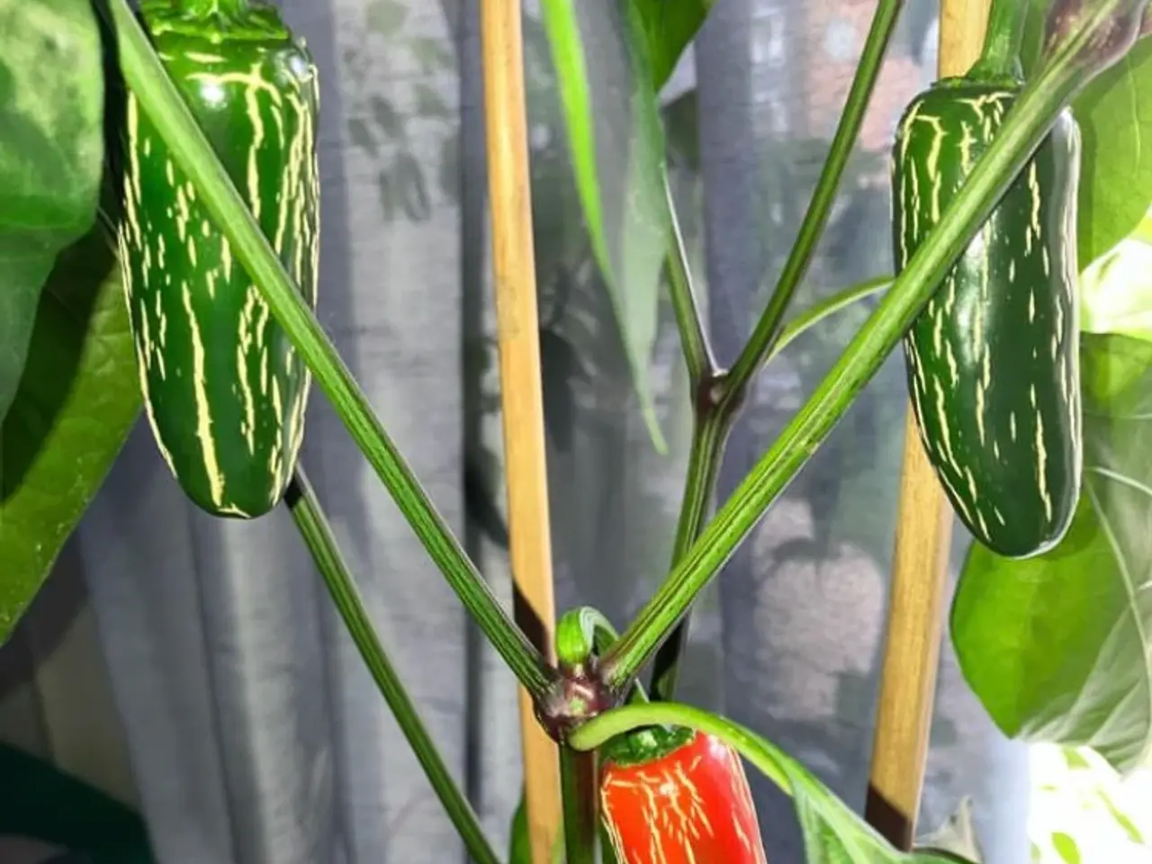 Billede 4 - Chili frø + zip poser til frø