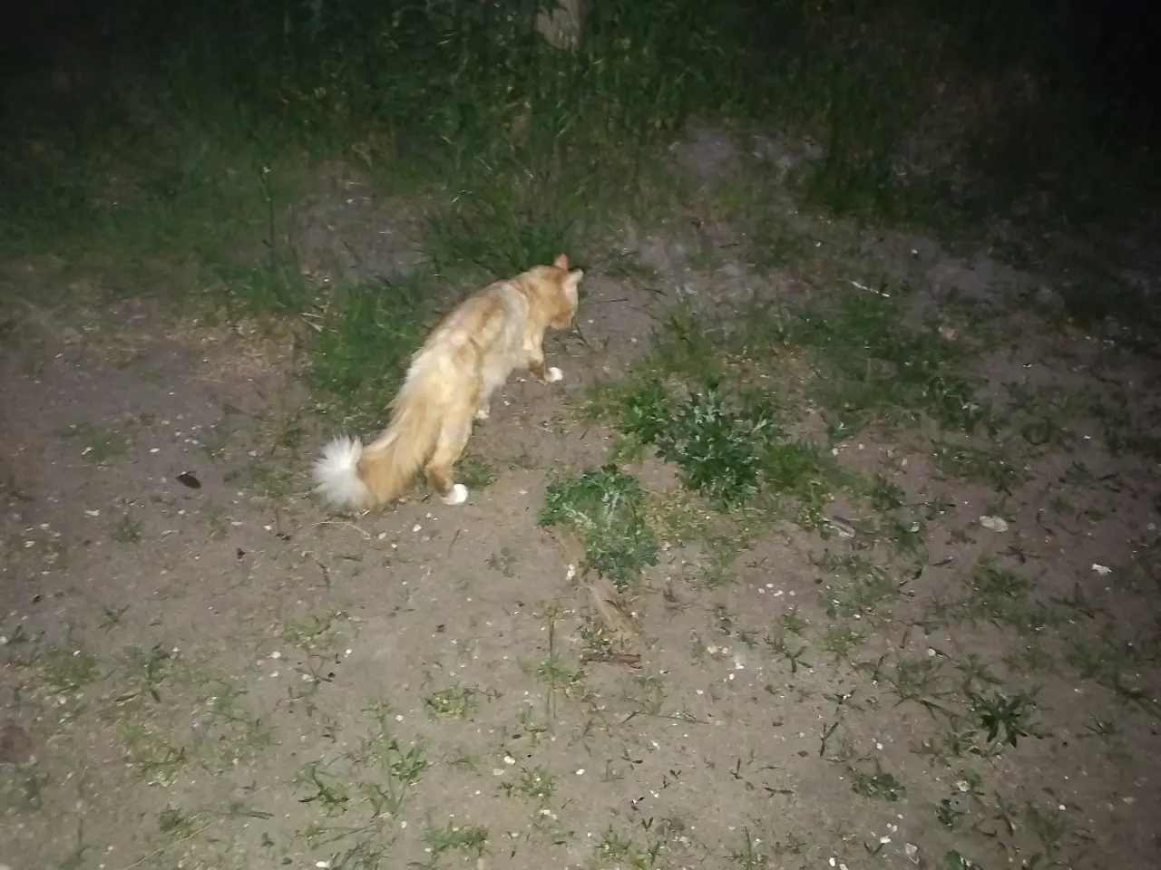 Billede 13 - Main Coon blanding