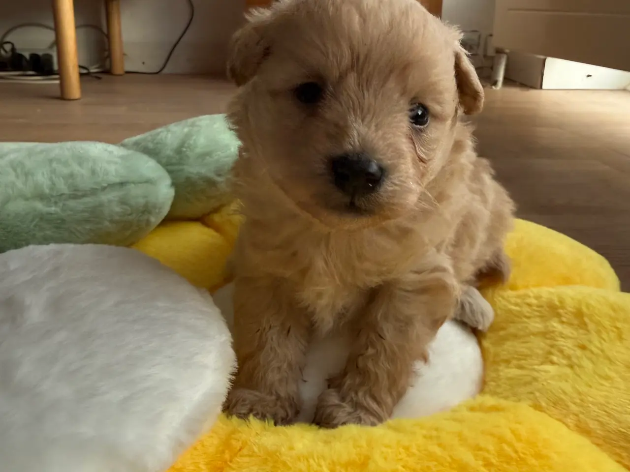 Billede 7 - Pomapoo hvalp ❤️