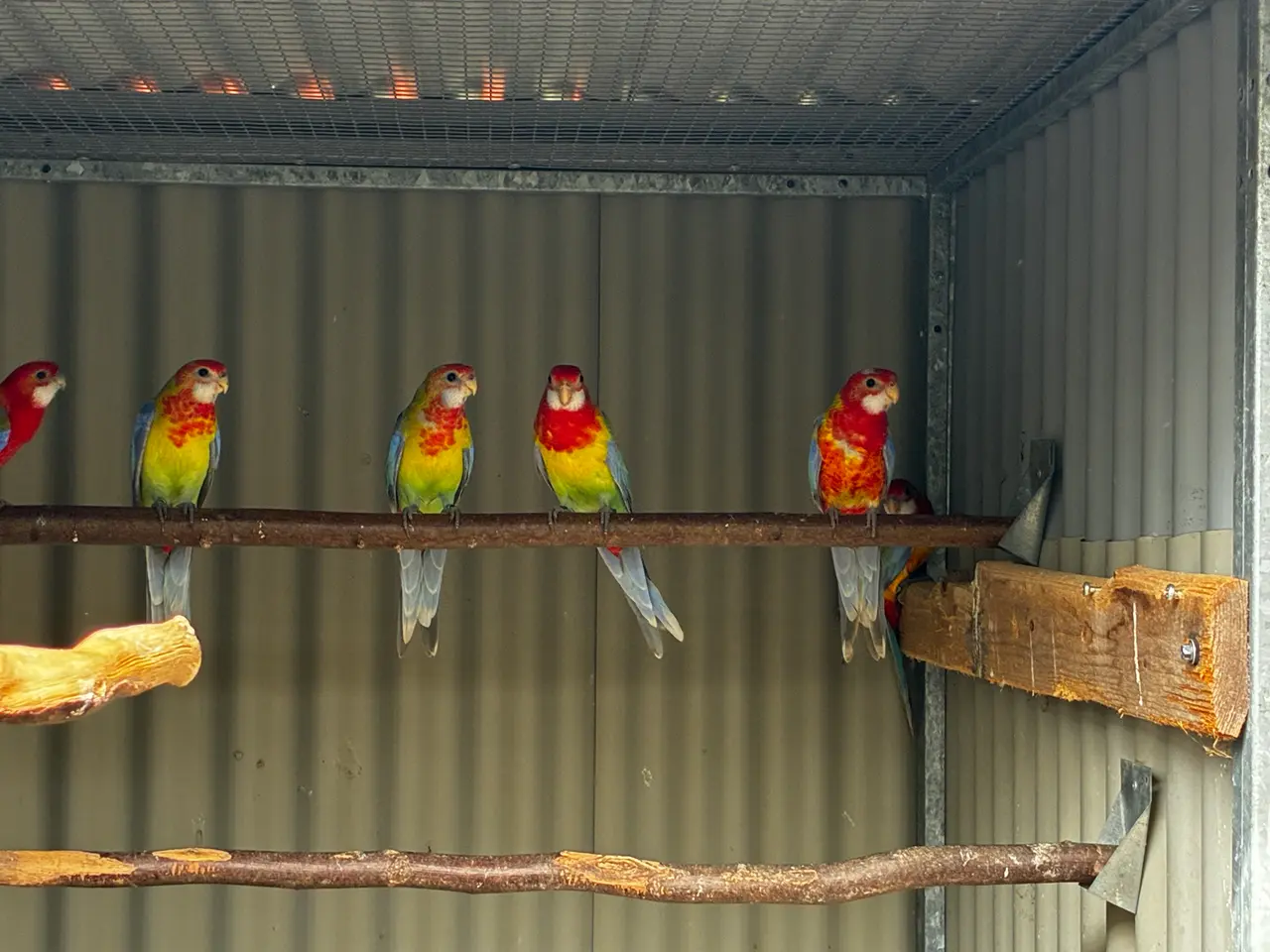 Billede 3 - Pastel/Opaline Rosella 