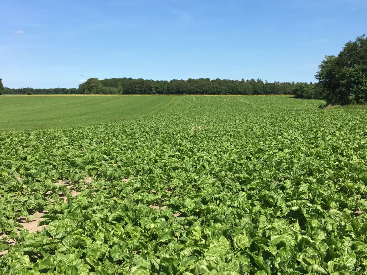 Billede 2 - Fodersukker roe 
