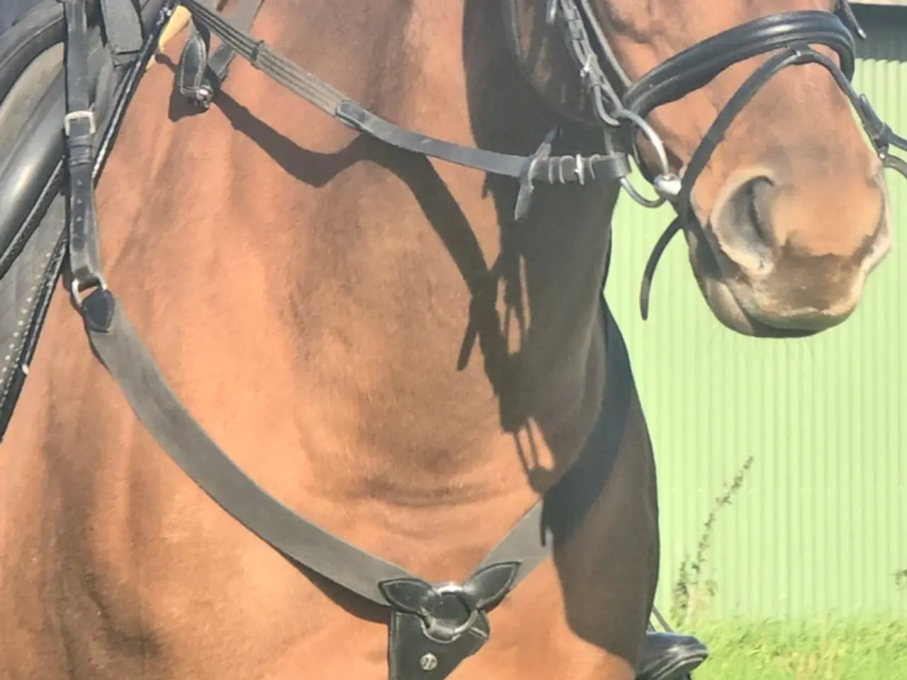 Billede 1 - Fantastisk hoppe 