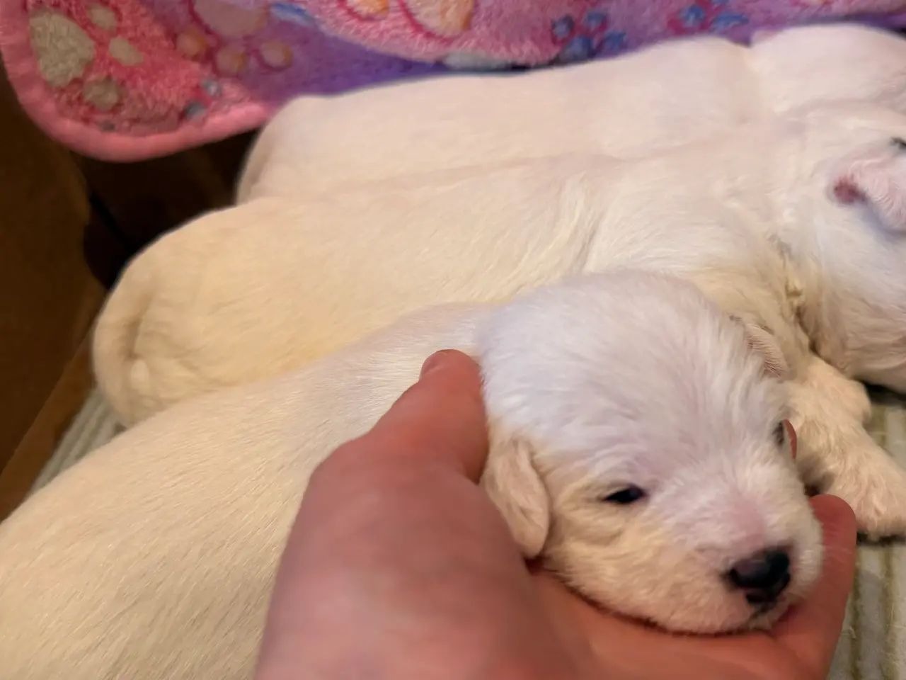 Billede 8 - Jacktese hvalpe ( Jack Russel terrier + Maltiser )