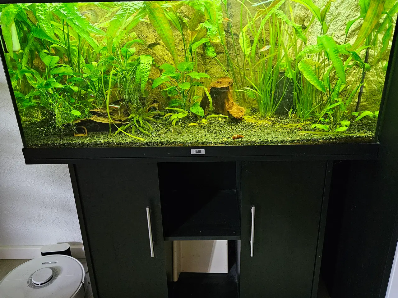 Billede 1 - Juwel Akvarie + fisk