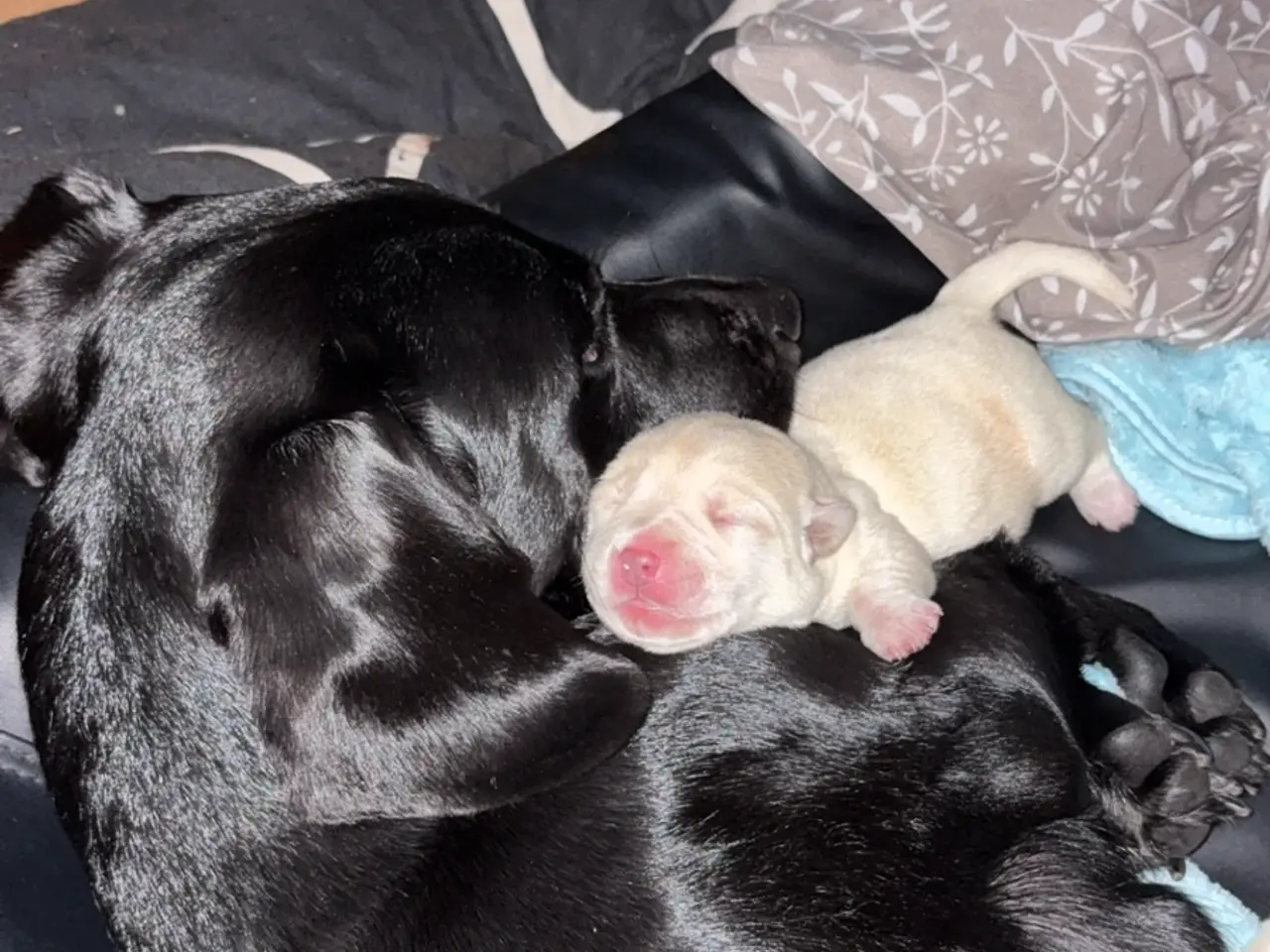 Billede 6 - 🐶 Labrador/Samojede blandingshvalpe – klar 6. okt
