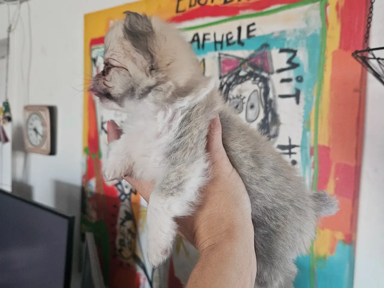 Billede 12 - Lille chihuahua drenge