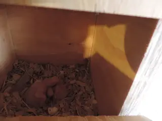 Conure unger til håndopmadning